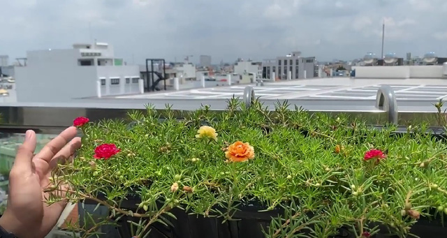 Nhà Phan Hiển - Khánh Thi có vườn cây tiền tỷ, nhiều cây đột biến “đếm lá tính tiền”